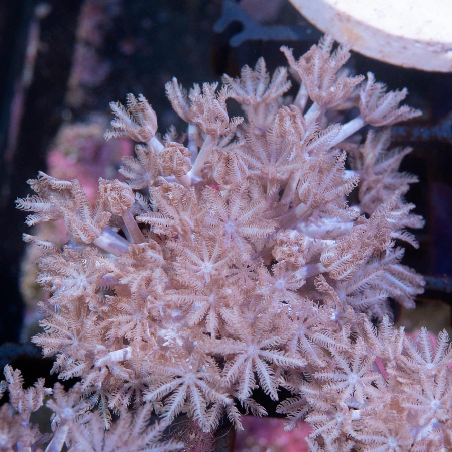 SBM Xenia Pulsante