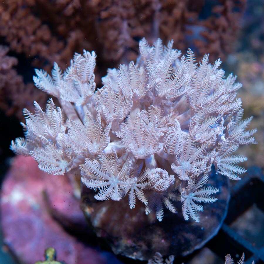 SBM Xenia Pulsante