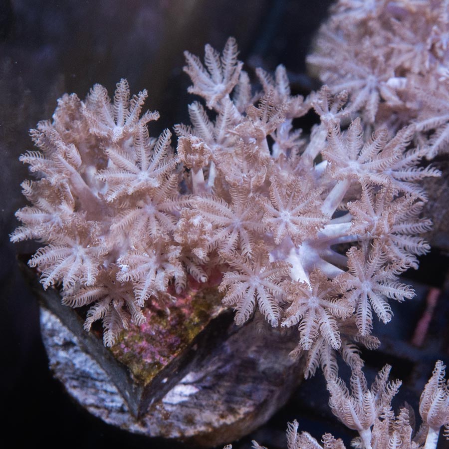 SBM Xenia Pulsante