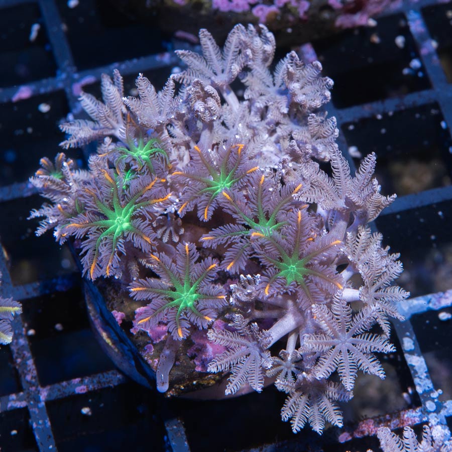 SBM Xenia Pulsante + Clavularia Papaya Rainbow Infusion