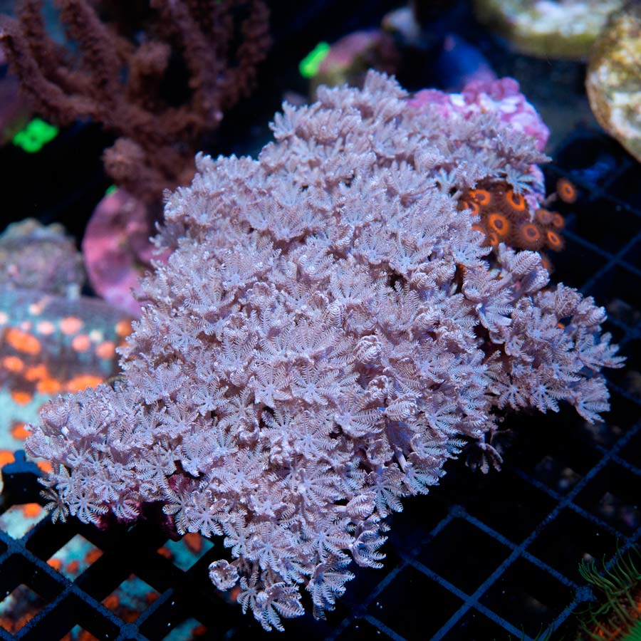 SBM Xenia Pulsante XXL + Zoanthus Agent Orange