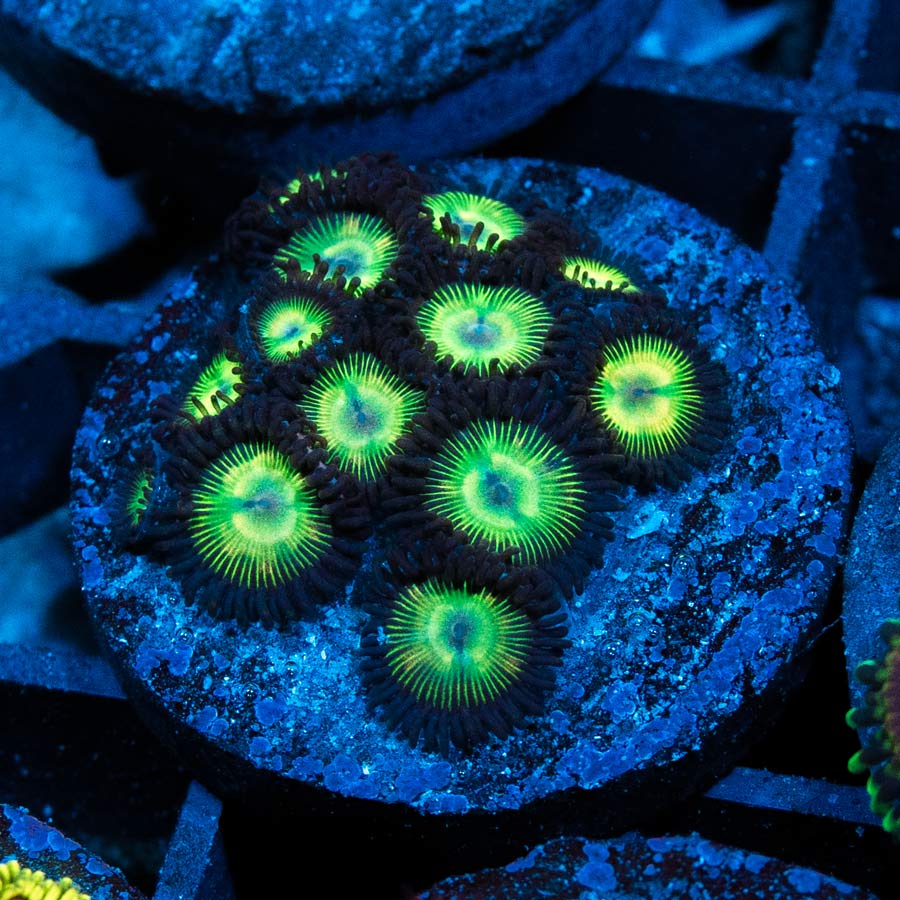 SBM Zoanthus Kriptonite 15 pol