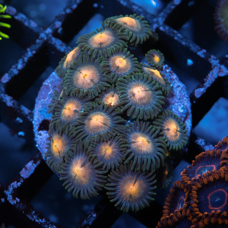 SBM Zoanthus 4 elementos
