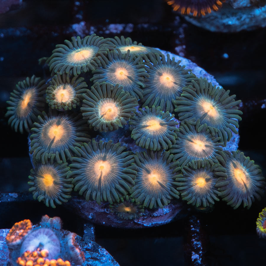 SBM Zoanthus 4 elementos