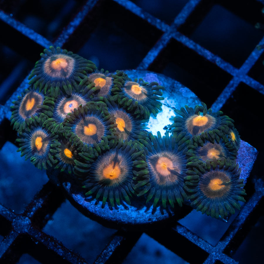 SBM Zoanthus 4 Elements 15 pol