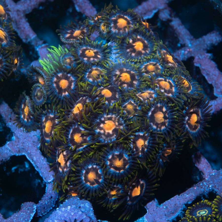 SBM Zoanthus 4 Elements 35 pol