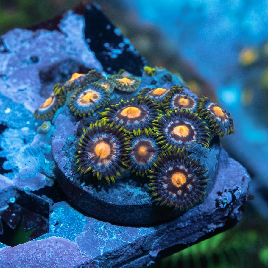 SBM Zoanthus 4 Elements 20 pol