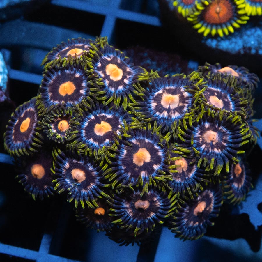 SBM Zoanthus 4 Elements 20 pol