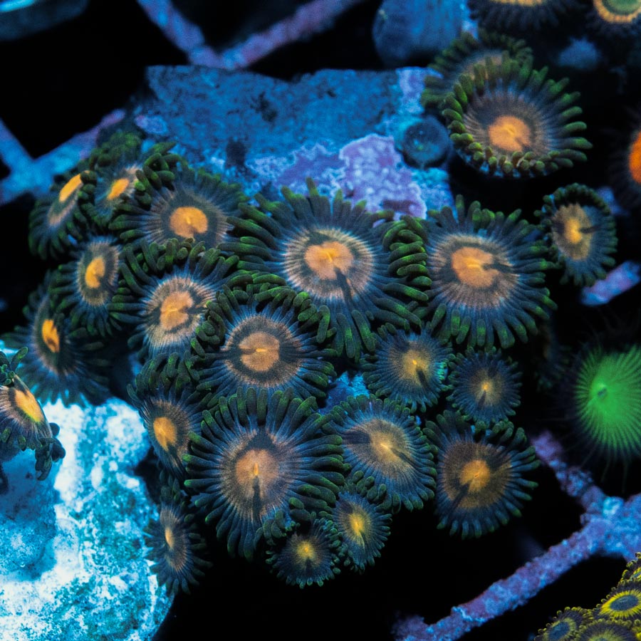 SBM Zoanthus 4 Elements 20 pol