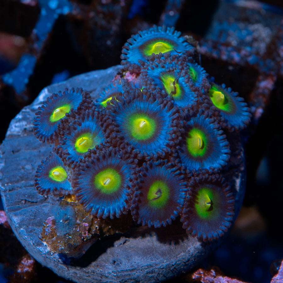 SBM Zoanthus AOI 15 pol
