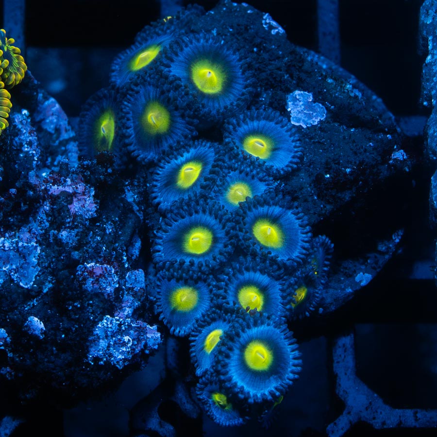 SBM Zoanthus AOI 15 pol