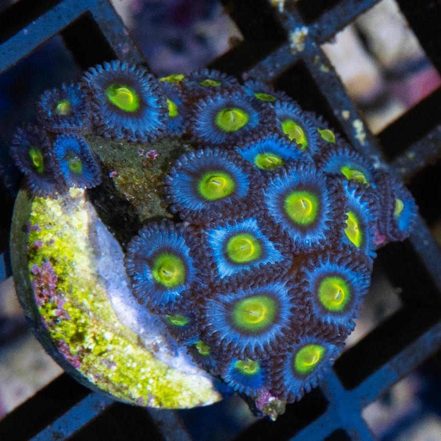 SBM Zoanthus AOI 25 pol