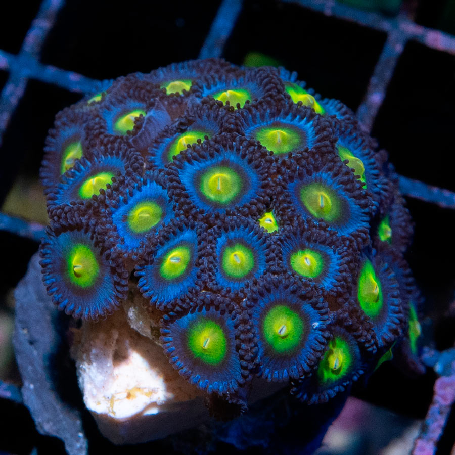 SBM Zoanthus AOI 30 pol