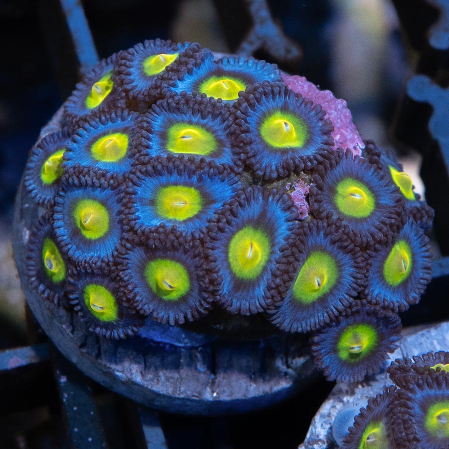 SBM Zoanthus AOI 20 pol