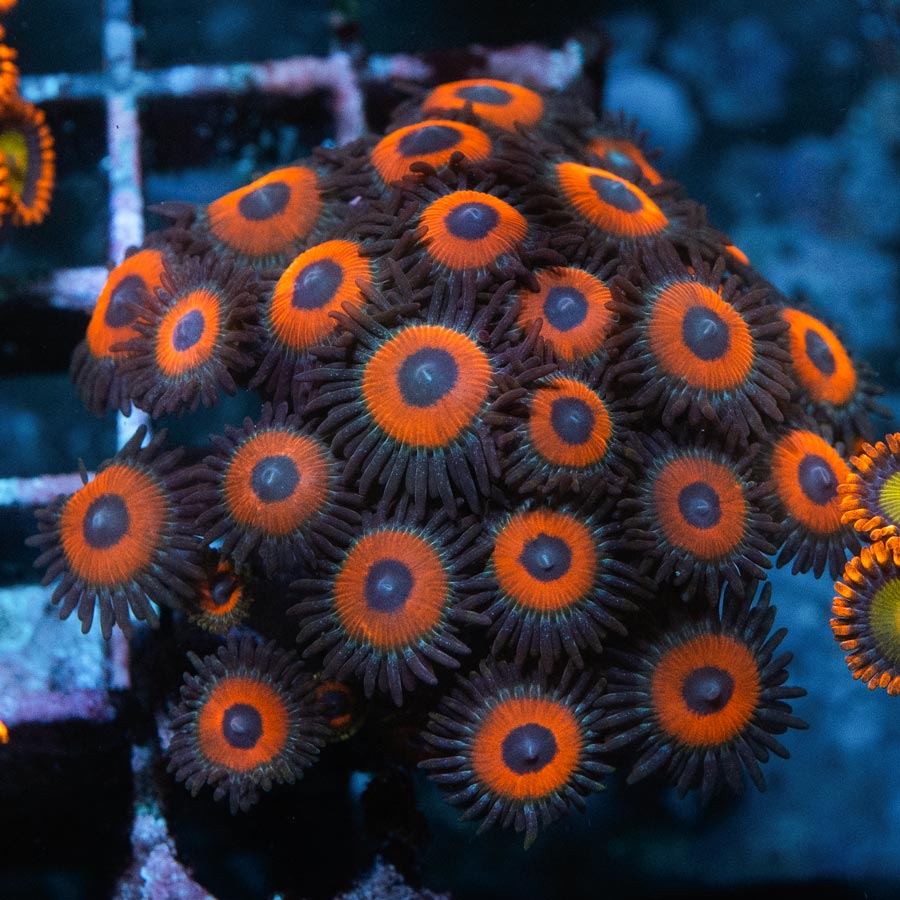 SBM Zoanthus Agent Orange