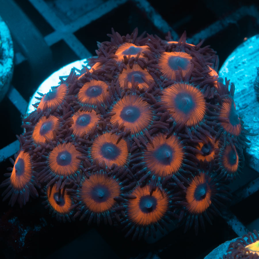 SBM Zoanthus Agent Orange