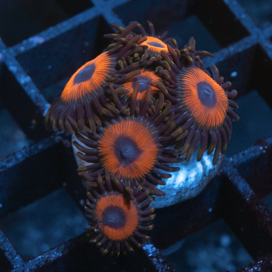 SBM Zoanthus Agent Orange