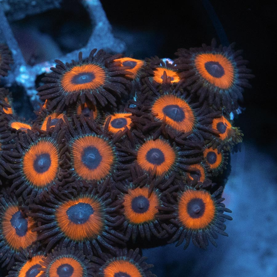 SBM Zoanthus Agent Orange 20 pol