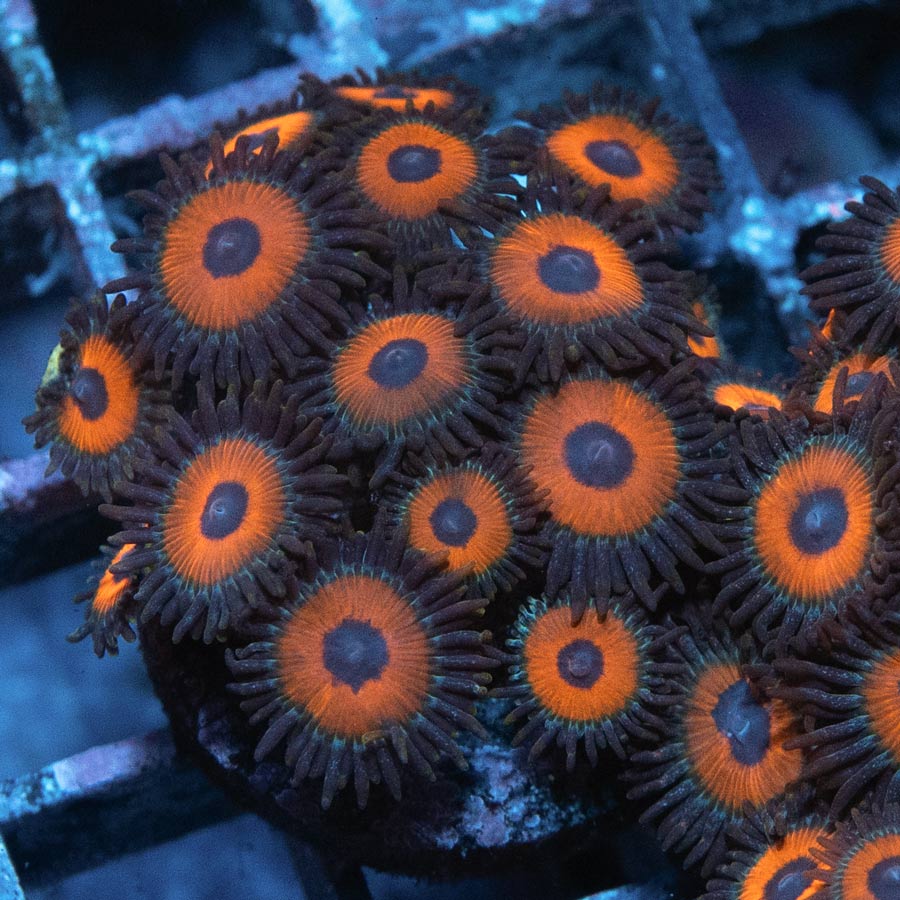 SBM Zoanthus Agent Orange 15 pol