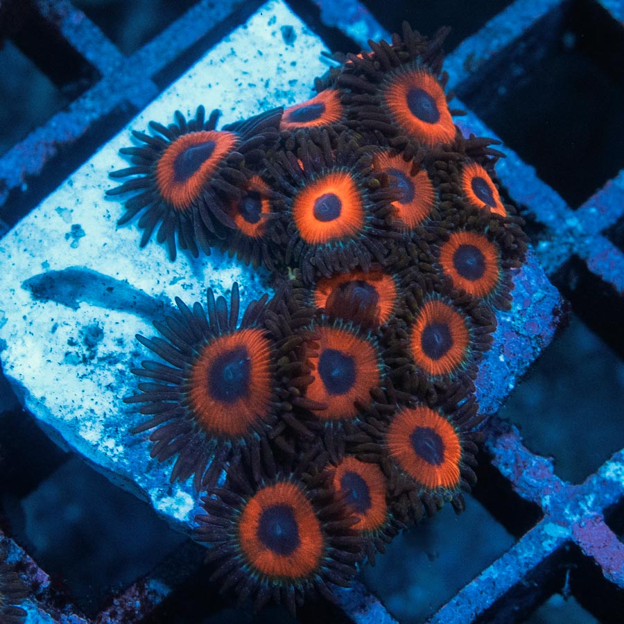 SBM Zoanthus Agent Orange