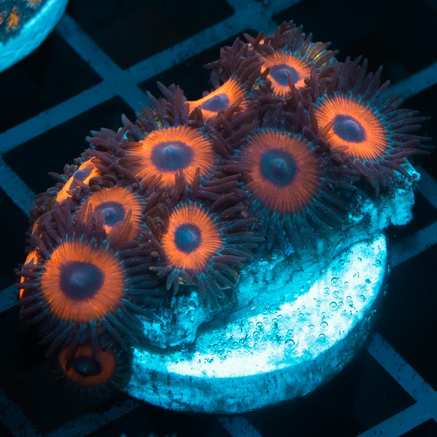 SBM Zoanthus Agent Orange