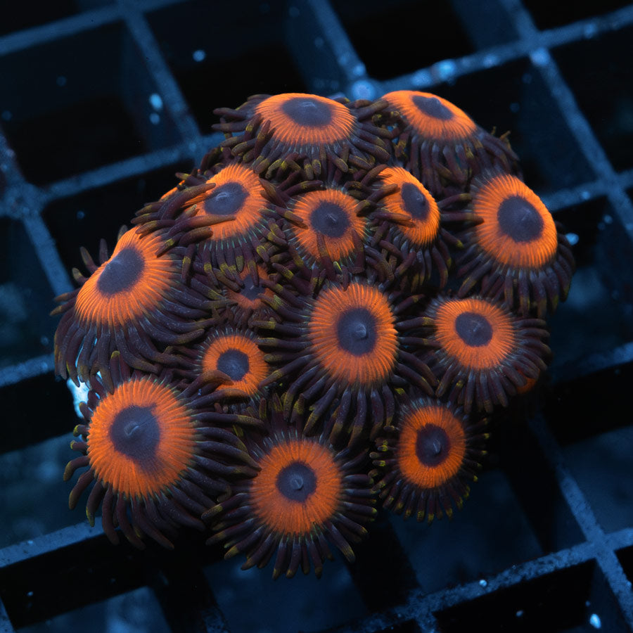 SBM Zoanthus Agent Orange