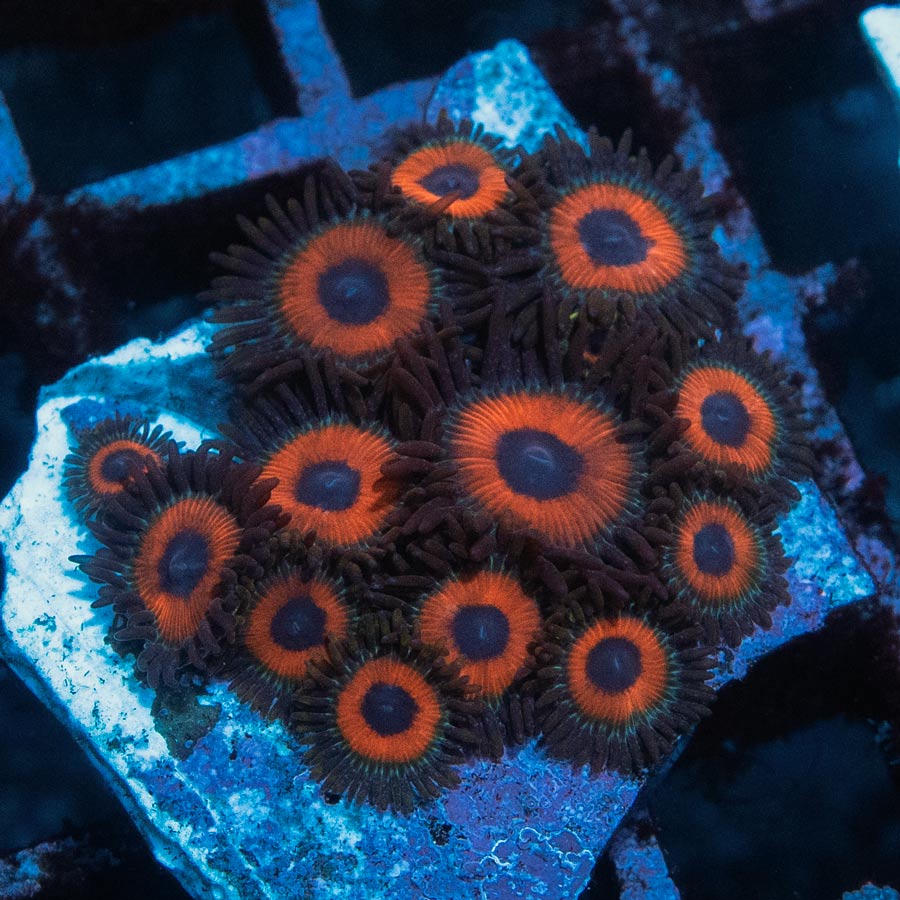 SBM Zoanthus Agent Orange