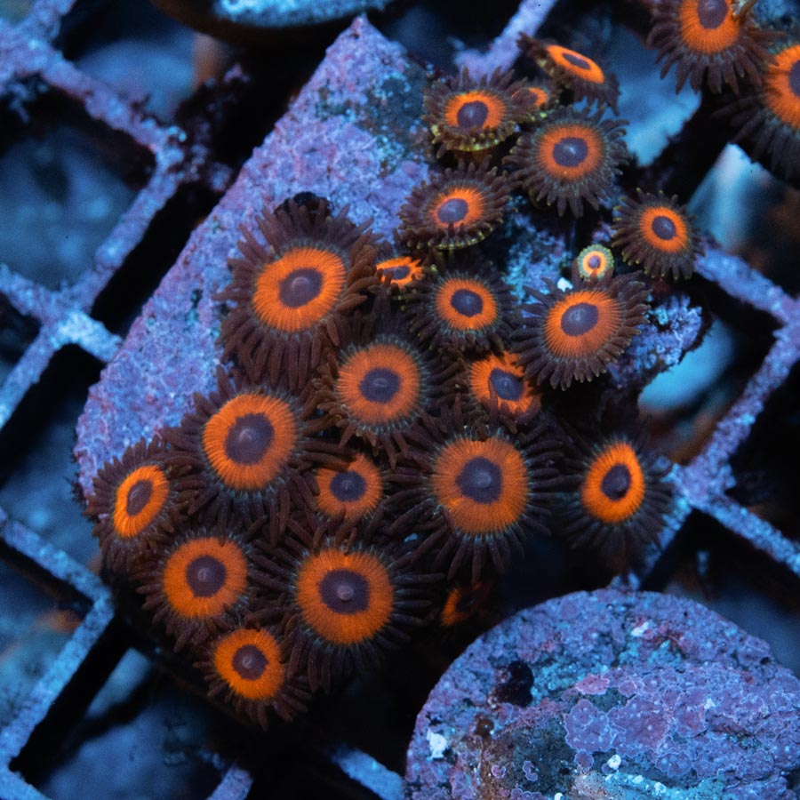 SBM Zoanthus Agent Orange 20 pol