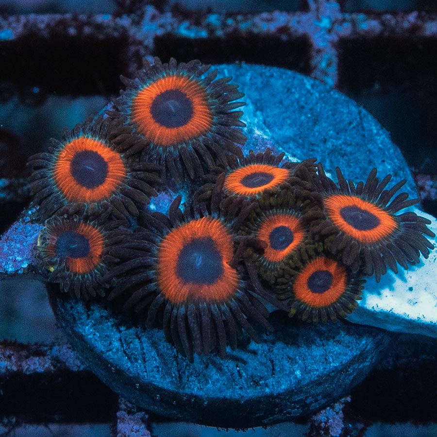 SBM Zoanthus Agent Orange