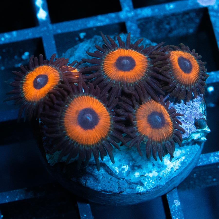 SBM Zoanthus Agent Orange 6 pol