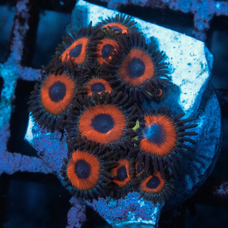 SBM Zoanthus Agent Orange