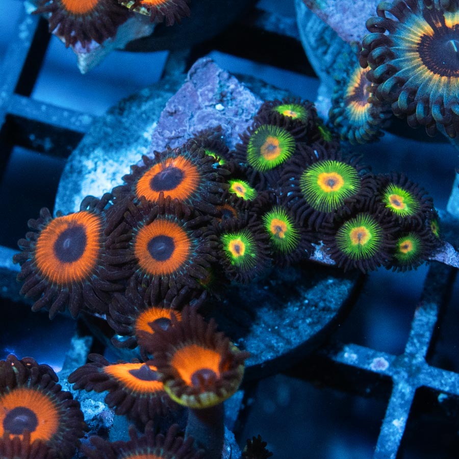 SBM Zoanthus Rasta Reverse + Agent Orange