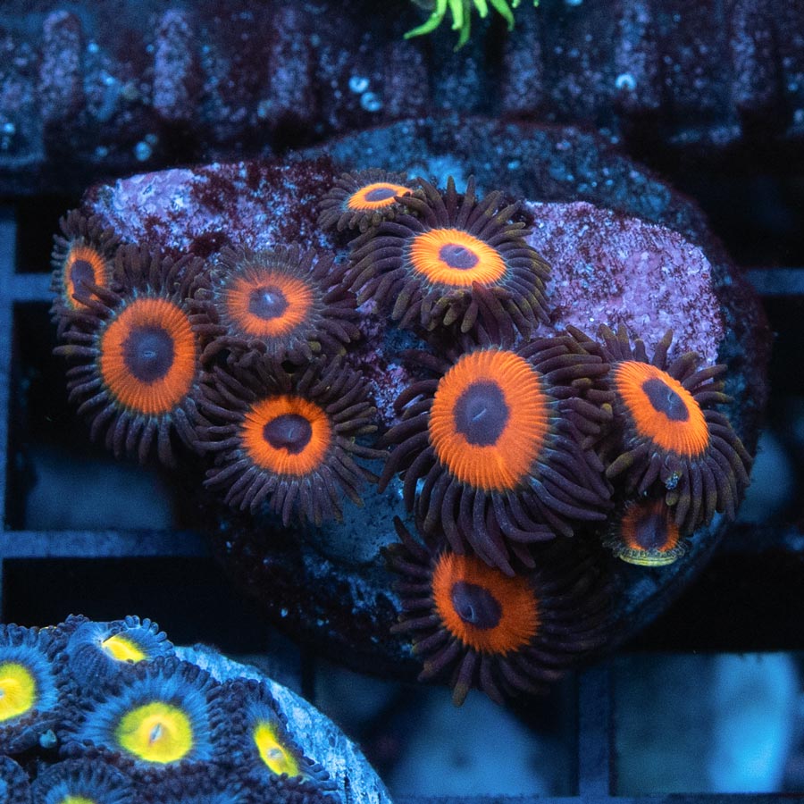 SBM Zoanthus Agent Orange 10 pol