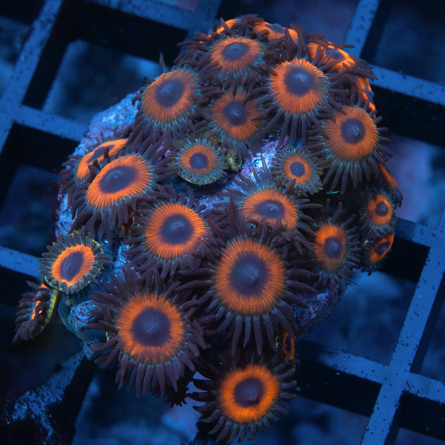 SBM Zoanthus Agent Orange 30 pol