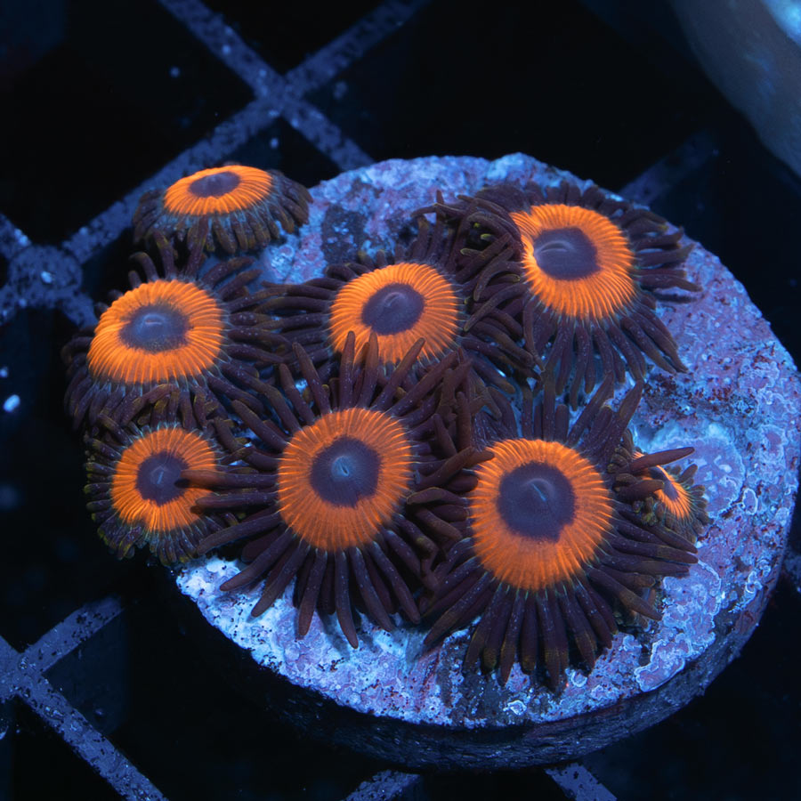 SBM Zoanthus Agent Orange