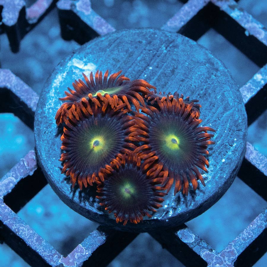SBM Zoanthus Alpha y Omega 5 pol