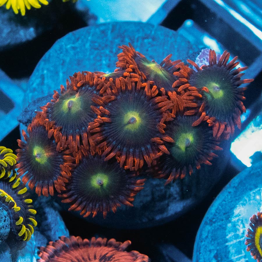 SBM Zoanthus Alpha y Omega 8 pol
