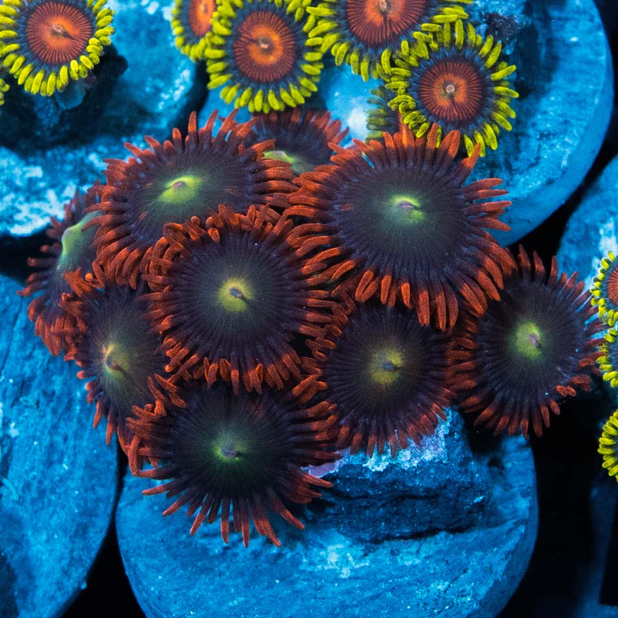 SBM Zoanthus Alpha y Omega 10 pol