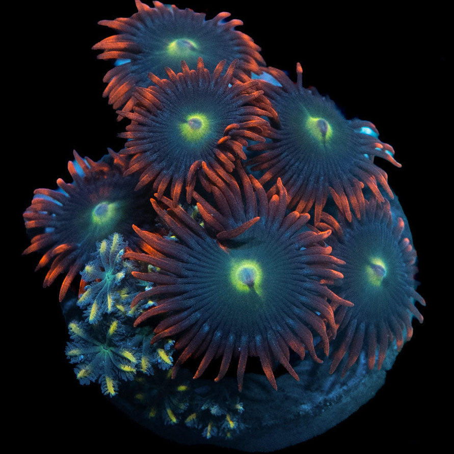 SBM Zoanthus Alpha y Omega + Clavularia Papaya