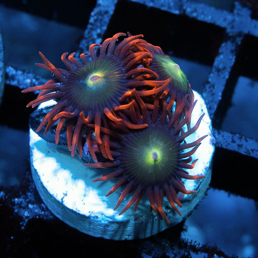 SBM Zoanthus Alpha y Omega