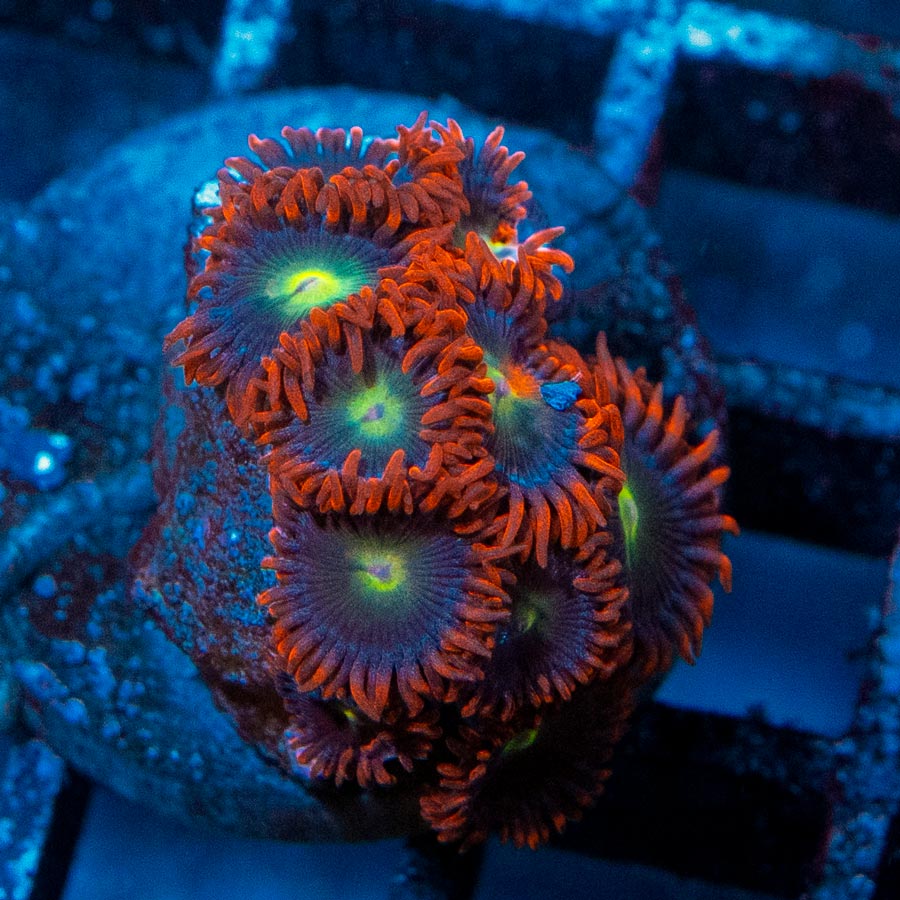 SBM Zoanthus Alpha y Omega 10 pol