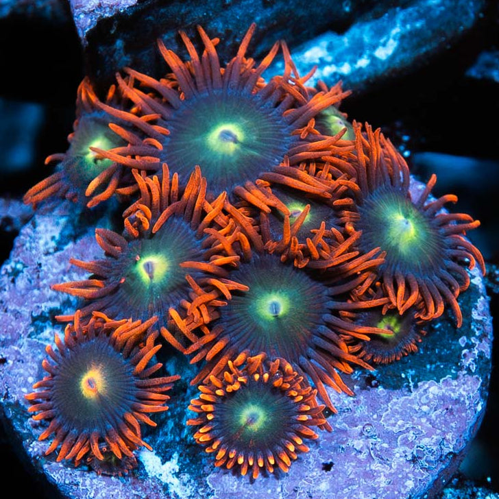 SBM Zoanthus Alpha y Omega 10 pol