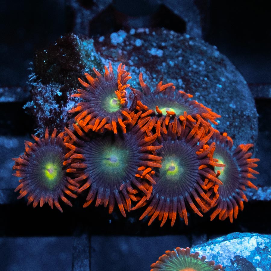 SBM Zoanthus Alpha y Omega 6 pol
