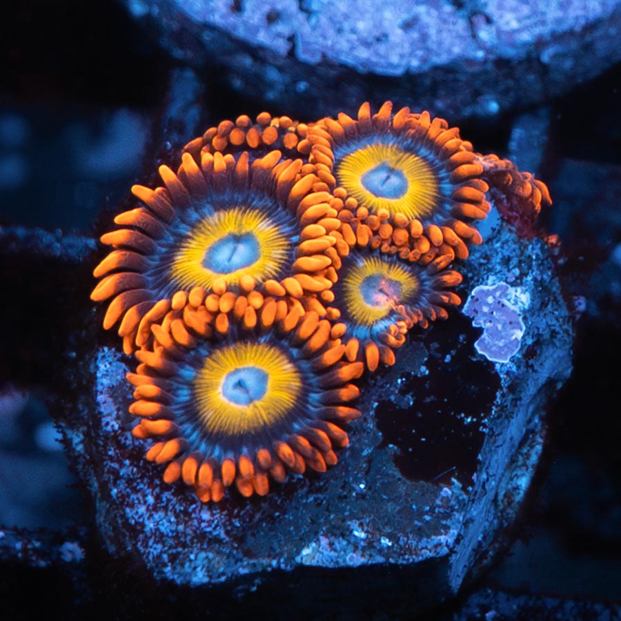 SBM Zoanthus BBEB