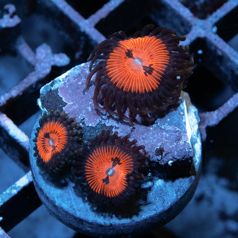 SBM Zoanthus Blood Sucker 3 pol