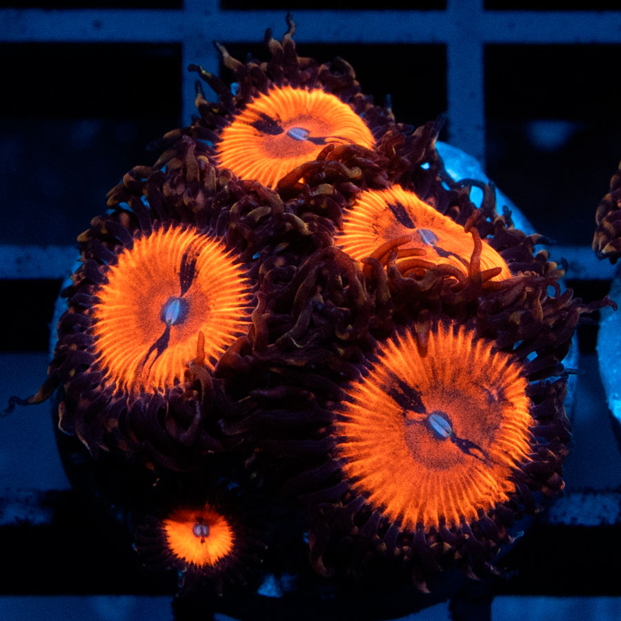 SBM Zoanthus Blood Sucker 5 pol