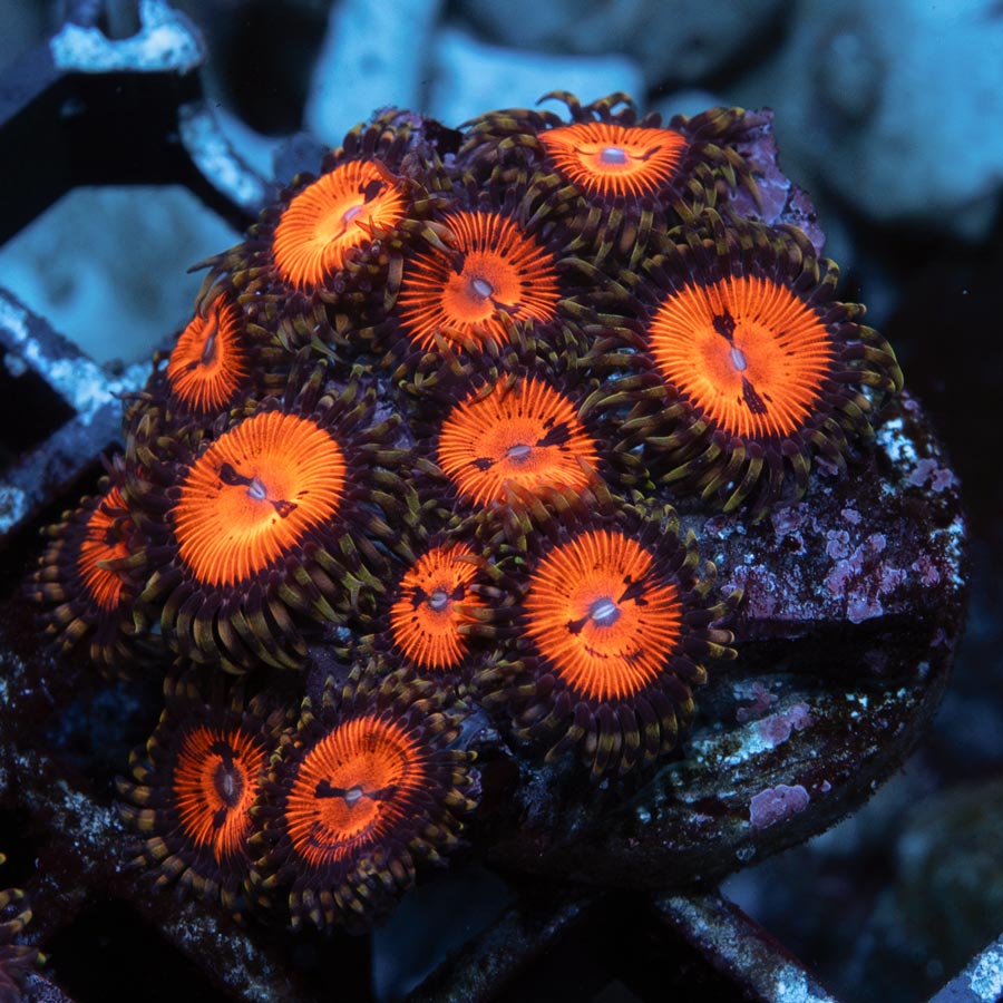 SBM Zoanthus Blood Sucker 15 pol