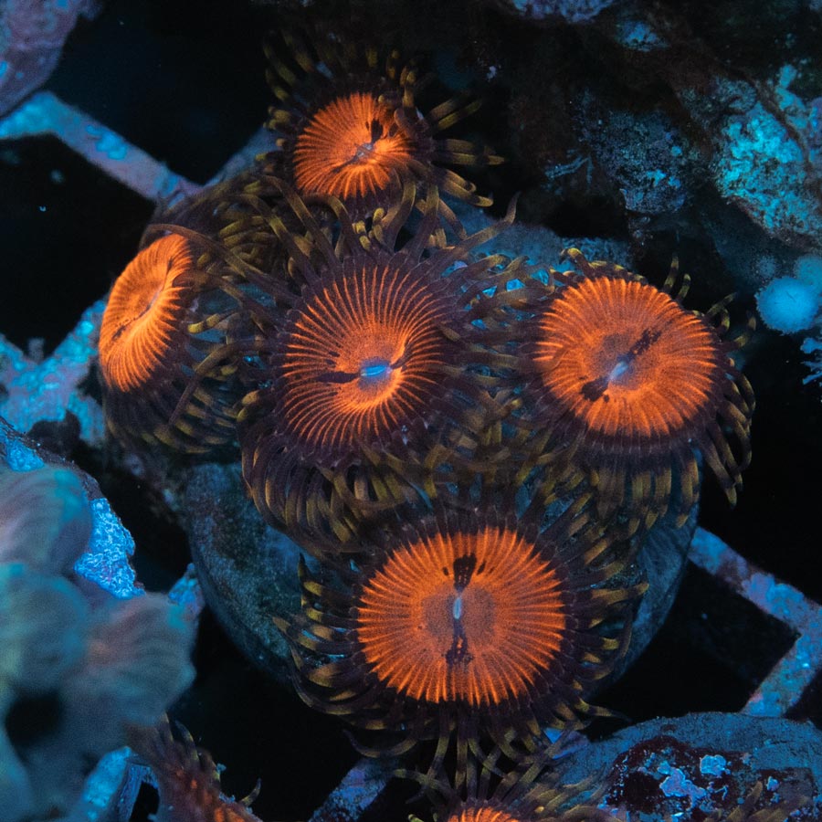 SBM Zoanthus Blood Sucker 5 pol