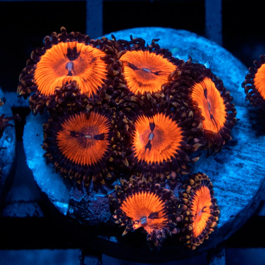 SBM Zoanthus Blood Sucker 7 pol
