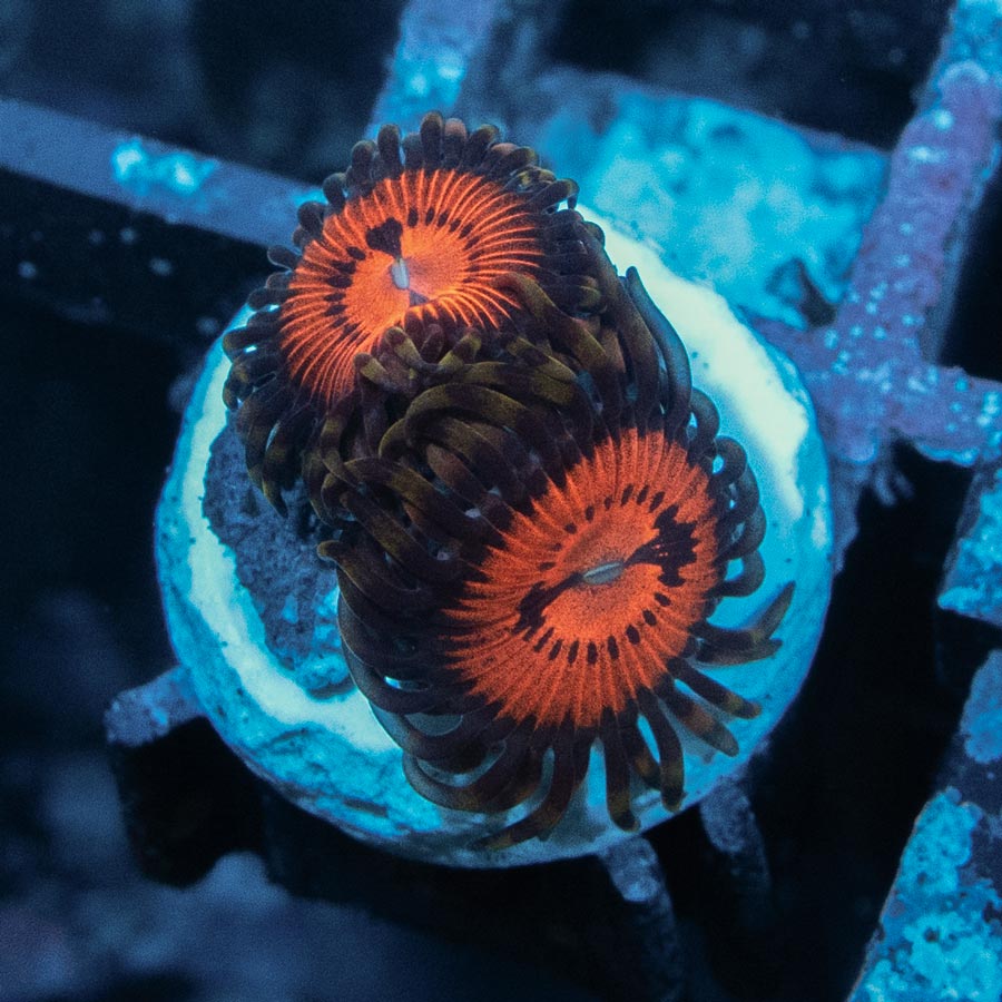 SBM Zoanthus Blood Sucker